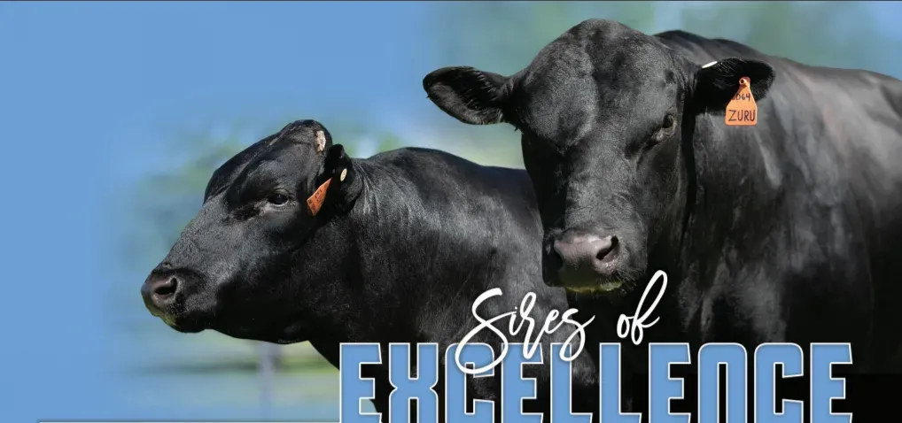 Black Wagyu cattle under the words Sires of Excellence.
