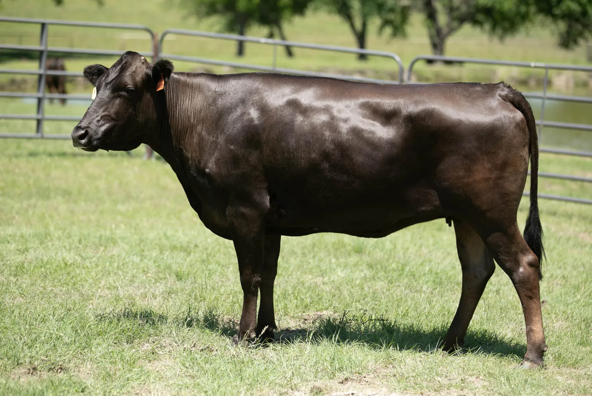 Kitty, a black Wagyu cow, standing in a paddock.