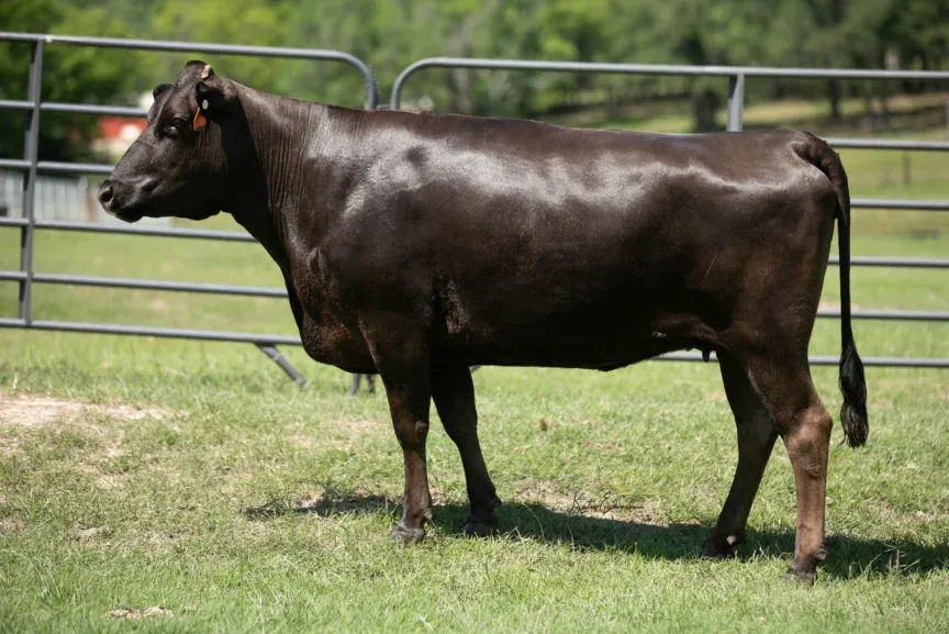 “Tess” SCR MICHIFUKU 3X (FB15060) Dual Registered (USAFB15060)