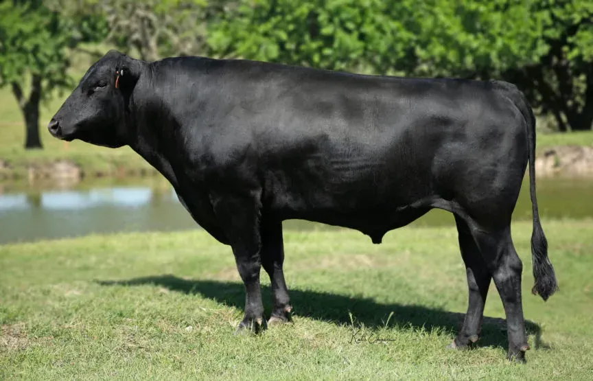 “Zuru” BAR R POLLED ZURUTANI D64 Homozygous Polled (PB25456)
