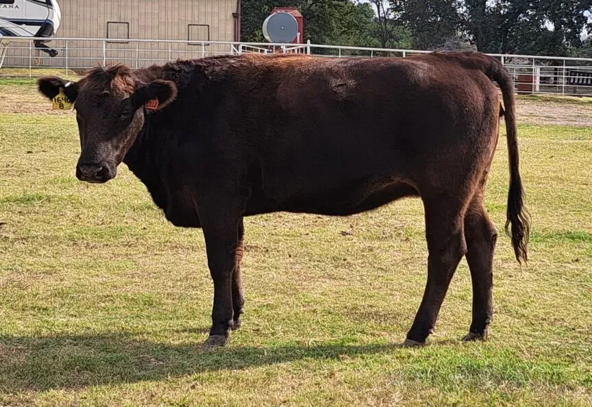 “ELLE” WW Zuru Mura 003G HOMOZYGOUS POLLED (PB49318) (HRHPQ003)
