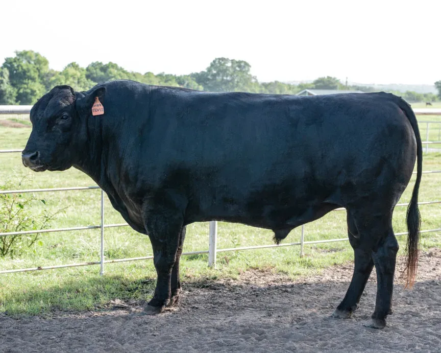“Elvis” BZ 018D (FB23395)