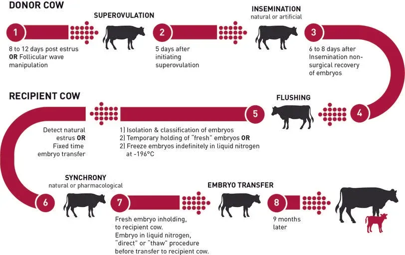 Embryo transfer process: donor cow superovulation, insemination and flushing; recipient cow synchrony, embryo transfer, and calving 9 months later.