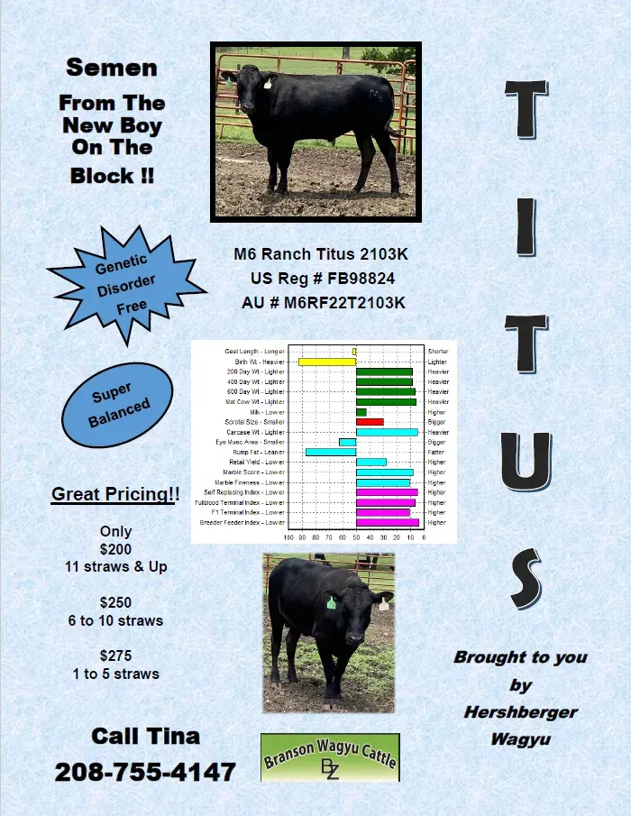 Flyer: Semen from the new boy on the block — M6 Ranch Titus 2103K. Call Tina 208-755-4147.