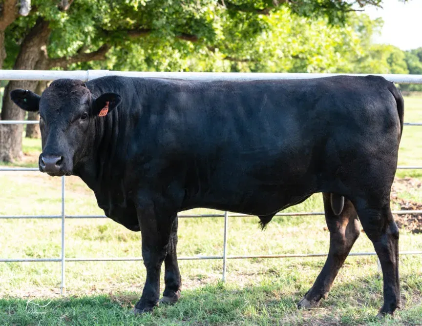 “JACK” CBWC Yasufuku Yama 001G (FB48843) Dual Registered (USAFB48843)