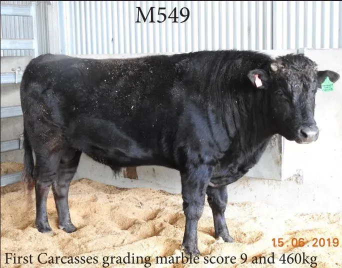“M0549” Maquarie Wagyu M0549 ET (FB55299) (BDWFM0549)