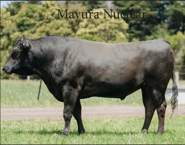 “Nuclear” Mayura Nuclear (FB52253) (ADBFN0941)