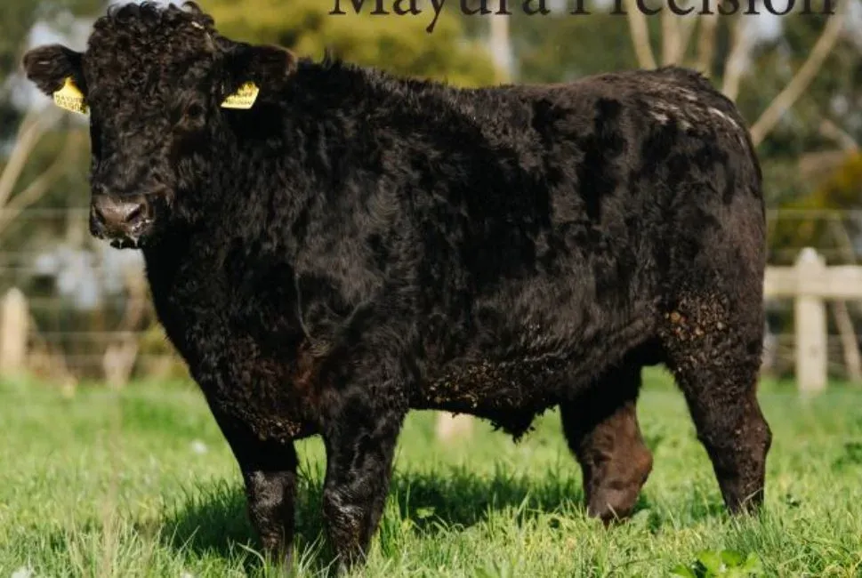 “Precision” Mayura Precision P1906 ET (FB60621) (ADBFP1906)