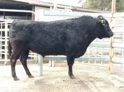 “MIDNIGHT” Poll Wagyu Midnight (PB41655) (PWYPM0775)