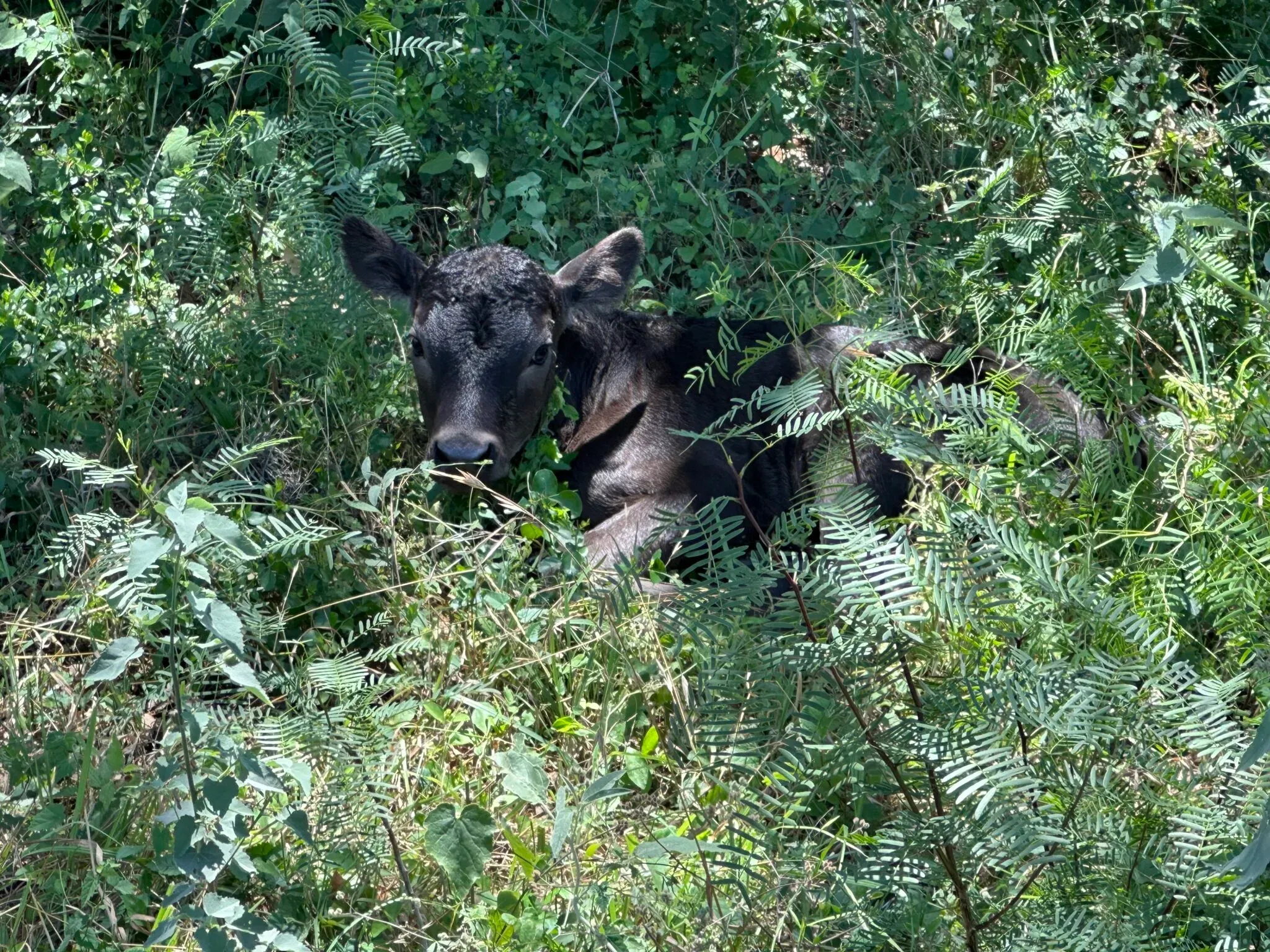 A black heifer lying among trees and brush.