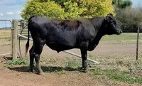 “S033” Olive Grove Wagyu S033 (OGWFS033)