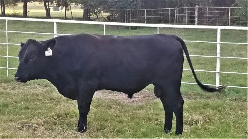 “PEDRO” BZ Mont Ni 158H (PB53564)