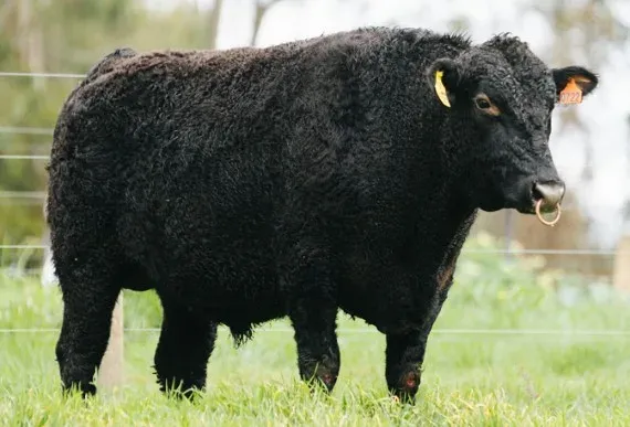 “PERFECTION” Poll Wagyu Perfection PPQ722 ET (PB54896) (PWYPPQ722)