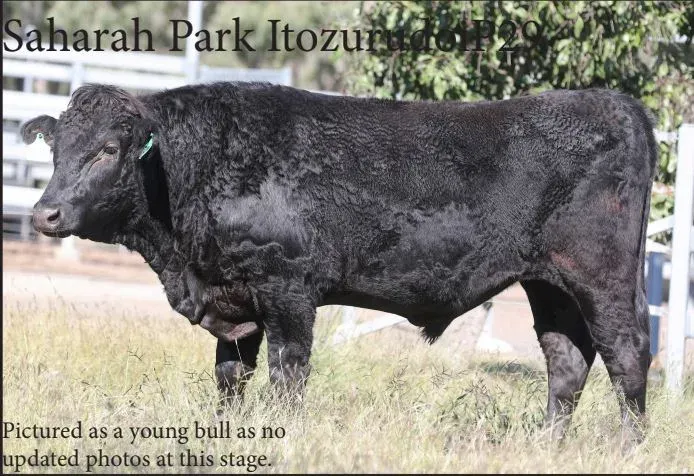 “P29” Sahara Park Itozurudoi P29 (FB60620) (SPWFP0029)