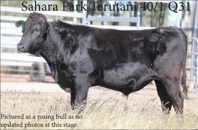 “Q31” Sahara Park Terutani 40/1 Q31 (FB60463) (SPWFQ0031)