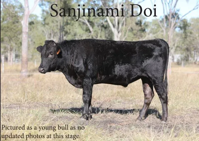 Sanjinami Doi P0100 (FB53545) (HPEFP0100)