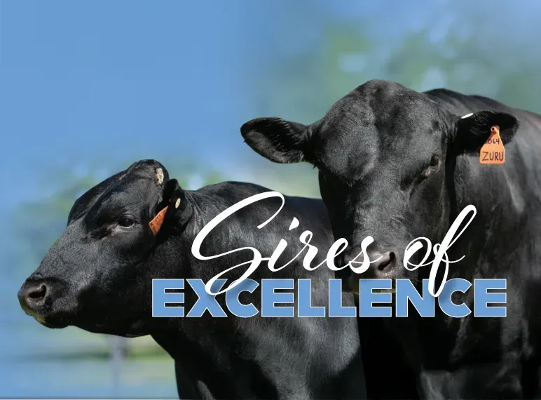 Two black Wagyu cattle under the words Sires of Excellence.