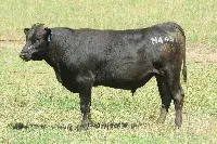 “4451” TYDDEWI N4451 (FB82421) (DSWFN4451)