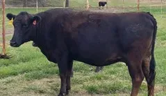 “Wanda” IWG MS HONRESU 232E (PB29531)